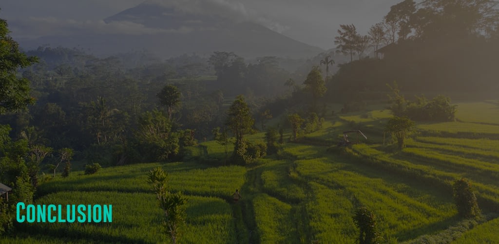 a misty rice field