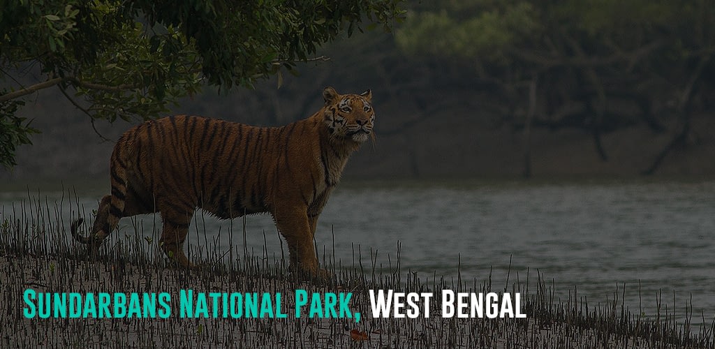 a tiger on the mangrove shore