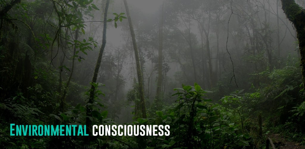 a foggy forest